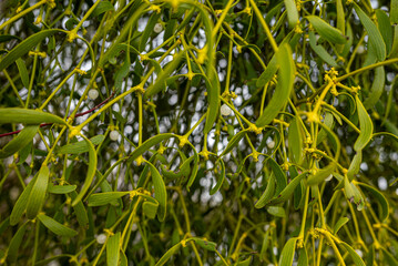 branches de gui sur un arbre, parasite naturel
