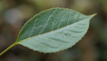 Close up Detailed View of a Single Green Leaf with Visible Veins and Texture in Nature