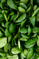 mung bean leaves salad green vegetables dish fresh gourmet food background on table rustic food top view copy space keto and paleo diet vegetarian and vegan food