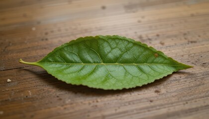 Fototapeta premium Single Green Leaf on Rustic Wooden Surface Natural Background Texture