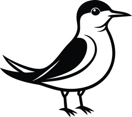 vector illustration of a arctic tern