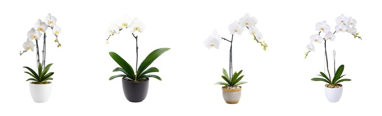 Fototapeta premium White colour Orchid in a pot of a white background