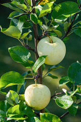 Ripe yellow apples on a tree branch with green leaves. Vertical crop.