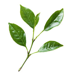 Obraz premium Fresh tea leaves isolated on Transparent background for culinary and herbal use, Tea leaves isolated on PNG background