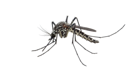 Isolated Mosquito on White Background