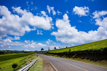 Green tea leaves farm field plant vegetation meadows plantations landscape skyline farming Tigoni Limuru Central province Kiambu County Kenya East Africa