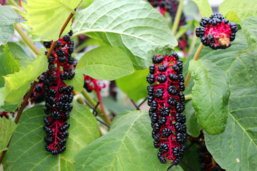 Pokeweed berries with vibrant colors in a garden