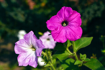 Pink and purple petunias flowers in the sun close-up