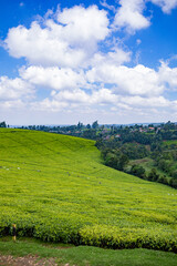 landscape with green field and blue sky