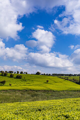 Fototapeta premium field of yellow flowers Tea farm green leaves