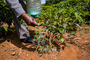 Naklejka premium man planting a tree Fertilizer hands pouring Kenya green tea leaves landscapes field meadows plants vegetation