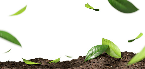 Copy-space greenery leaves falling down on earth isolated transparent backgrounds 3d rendering png
