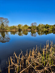 Spring landscape with reflection on water over Iremongers Pond near the river Trent in Nottingham, UK.