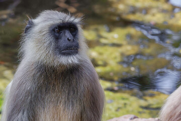 Gray langur