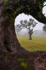 The fanal forest in madeira Portugal in the misty fog