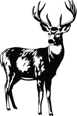 Majestic Mule Deer Buck Black and White Wildlife Art