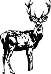 Majestic Stag, Black and White Deer Illustration, Antlered Animal