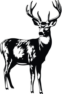 Majestic Mule Deer Buck Black and White Wildlife Art