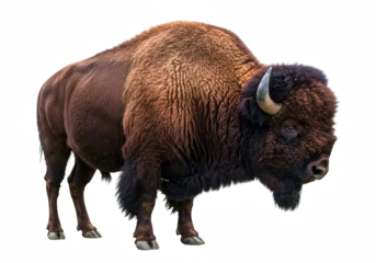 Bison on a white background