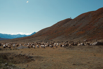 A rugged mountain landscape in the Altai Republic, Russia, with goats grazing in the wild terrain.