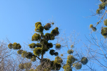 Mistletoe clusters growing on tree branches