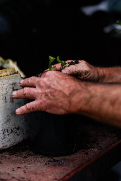 Mans hands repotting seedlings with potting mix at nursery garden