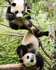 Panda Playing 