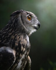 Owl Portrait 