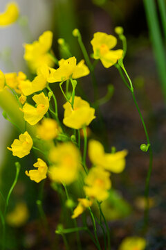 Tiny native yellow bladderwort flowers growing in pond water at nursery garden