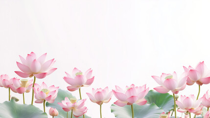 Fototapeta premium Pink lotus blossoms in a variety of postures, the edges of the petals are dyed with light pink, and the tender green rosettes and lime green leaves reflect each other. Showing the beauty of nature, it