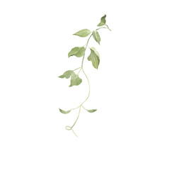 green leaves isolated on white