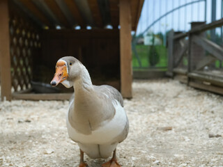 Grey and white goose stands on a wooden shavings on a farm against the background of the countryside