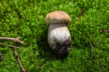 Porcini mushroom (boletus edulis) lies on green moss, close-up