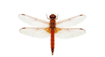 Isolated Dragonfly