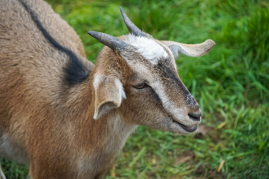 Young goat with small horns grazing peacefully in a lush green pasture, savoring the fresh grass and embodying the charm of idyllic farm life in a tranquil rural setting