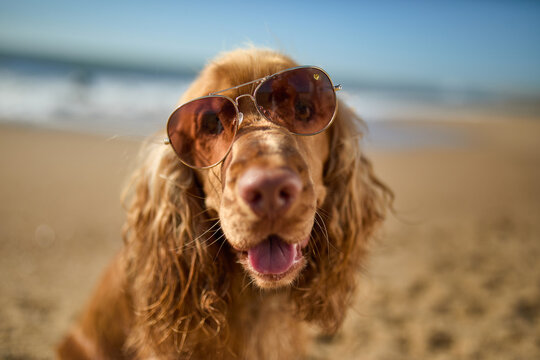 Cool dog enjoying a sunny day at the beach, funny dog in sunglasses outdoors in the summer. Cute English cocker spaniel posing and smiling, summer vacation and holidays concept