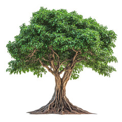 Massive tree with a thick trunk and vibrant green foliage stands tall in a sunny environment, tree with a large trunk and a very large trunk Transparent background