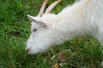 White goat with horns grazing peacefully on lush green grass, basking in the warm sunlight of a serene meadow, savoring a tranquil moment amidst the beauty of nature