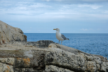 Seagull standing on coastal rocks by the sea