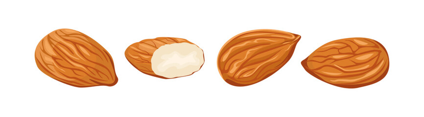 Almond nuts set. Vector cartoon flat illustration. Food icons