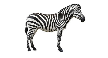Isolated Standing Zebra