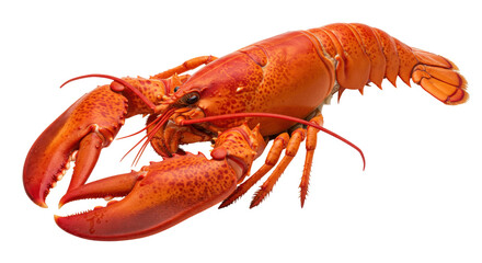 Isolated Cooked Lobster