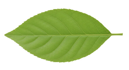 Obraz premium Isolated Green Leaf
