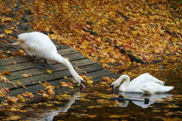 Two graceful white swans are elegantly bending their necks to drink from a pond covered with...