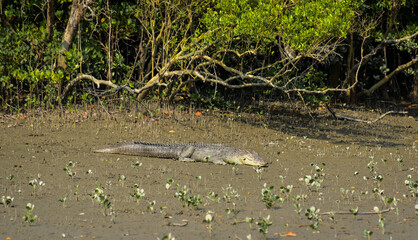Salt water crocodile, Crocodile, crocodile in a bank of a river, 