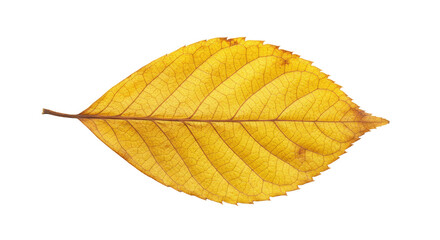 Isolated Yellow Autumn Leaf