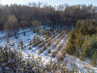 Aerial view of winter tree nursery with rows of fir trees. Winter day at the tree nursery, rows of small fir trees