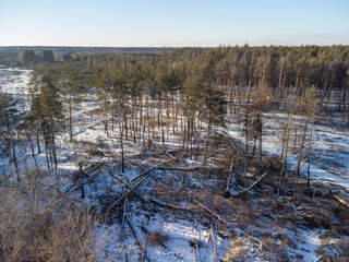 Aerial view of fallen pine tree area in forest. Drone photo of snow-covered pine trees fallen from...