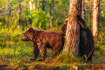 bear cub in the forest © Artem