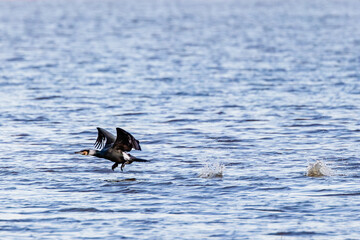 great cormorant